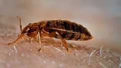 Čeho se štěnice bojí? Vědci odhalili jejich největší strach