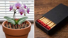 Proč zapichovat zápalky do květináčů s rostlinami – a opravdu to nějak pomáhá?