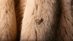 Moli navždy zmizí z vašeho domova: zapamatujte si tři vůně, kterých se škůdce bojí