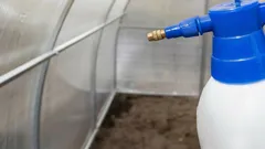 Nejlepší způsob, jak na jaře vydezinfikovat skleník: 2 jednoduché alternativy k drahým komerčním přípravkům
