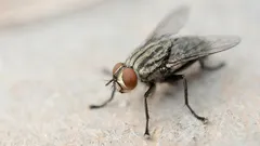 Už žádné mouchy u vás doma: stačí opražit toto běžné kuchyňské koření a můžete na ně zapomenout