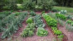 Nevyhazujte staré ponožky: na zahradě poslouží lépe, než čekáte