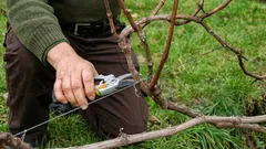 Co dělat s vinnou révou na jaře, abyste v létě získali bohatou úrodu: užitečné tipy