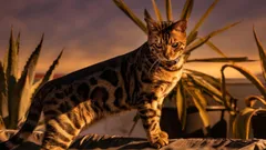 Nelínají, nezapáchají a jen zřídka bývají nemocné: 3 plemena koček pro ty, kteří si cení čistoty a klidu