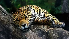 Mnozí to dodnes nevědí: čím se jaguár liší od leoparda?