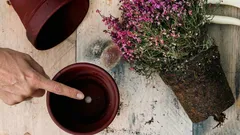 Proč je otvor na dně květináče pro pokojové rostliny důležitější, než si mnozí myslí