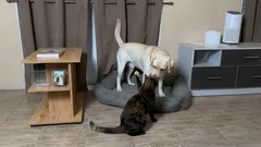 Proč se kočky pořád chtějí prát se psy?