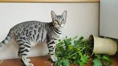 Proč kočky shazují věci na zem? 5 důvodů, které vysvětlují tento zlozvyk.