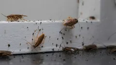 Nikdy nevíte, kdy se mohou objevit, proto je důležité znát způsoby, jak s nimi bojovat předem